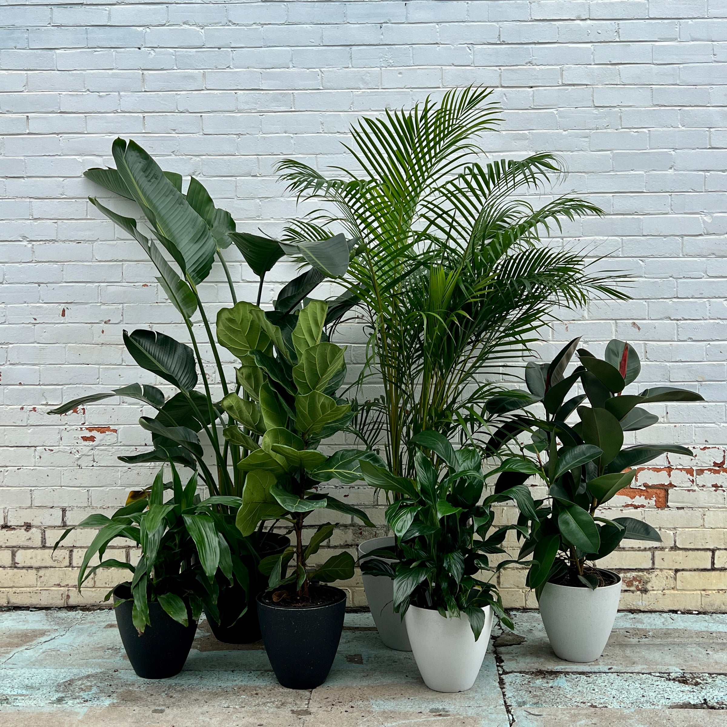 succulent plants shop Surprise Cactus & Succulent Variety Pack